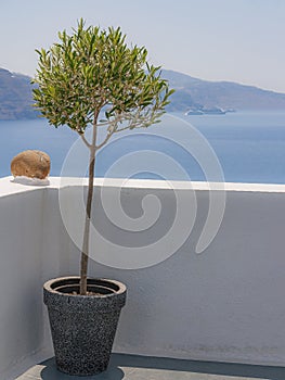 Santorini Potted Olive Tree