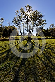 Sao Joao Baptista Ruins