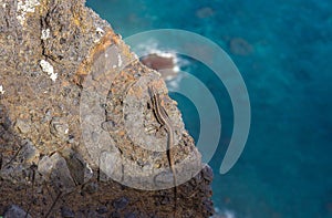 The sao lorenze lizard, Madeira.