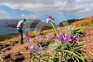 Sao Lourenco - Matthiola maderensis flower with view of Atlantic Ocean coastline at Ponta de Sao Lourenco peninsula