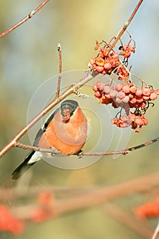 Sao Miguel Bullfinch, Pyrrhula pyrrhula