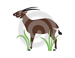 Saola. Animal. Rare. An endangered species. Vector flat illustration