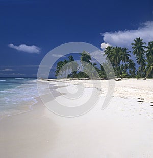 Saona island beach- Dominican republic