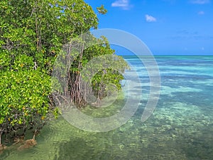 Saona Island Mangrove