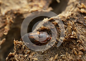 Sap beetle, Epuraea terminalis on aspen wood photo