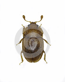 Sap Beetle Epuraea on white Background photo