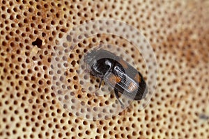 Sap beetle, Ipidia binotata on polypore photo