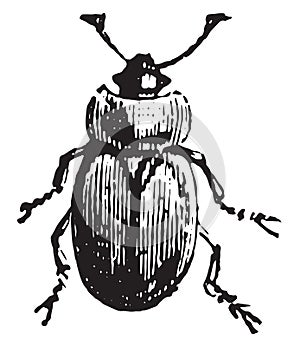 Sap beetle, vintage engraving photo