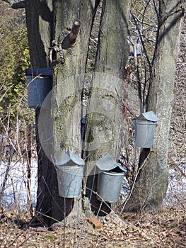 Sap buckets photo