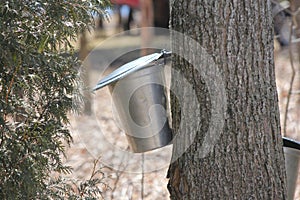 Sap Collection Pails on Maple Trees