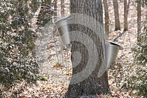 Sap Collection Pails on Maple Trees