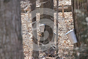 Sap Collection Pails on Maple Trees