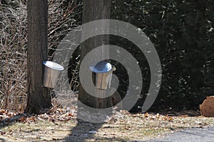 Sap Collection Pails on Maple Trees