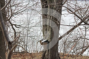 Sap Collection Pails on Maple Trees