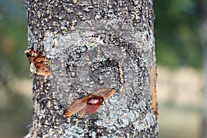 Sap liquid oozing from an injured tree trunk. Gum on a bark. Plant secrete resins and rosins for their protect. Tree photo