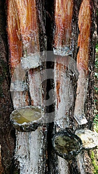 Details of tapping pine sap in the forest in three containers