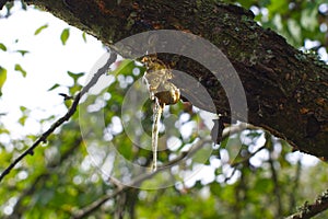 Sap or resin oozing from an injured tree branch