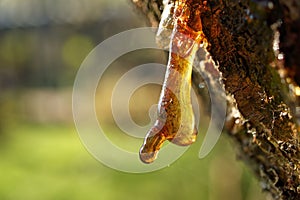 Sap or resin oozing from an injured tree branch