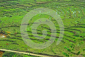 Sapa rice field terraces