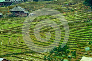 Sapa rice field terraces