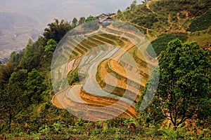 Sapa ricefield terraces