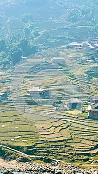 Sapa Vietnam rice fields