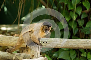 monkey nail sitting on wood