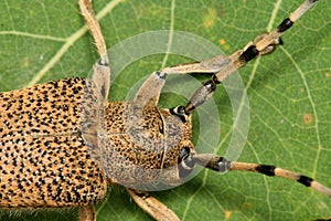 Saperda carcharias 2