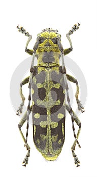 Saperda scalaris