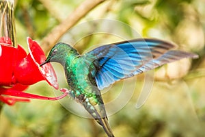 Saphire-wing hummingbird with outstretched wings,tropical forest,Colombia,bird hovering next to red feeder with sugar water, garde