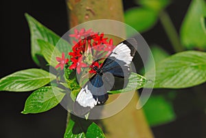 Sapho longwing