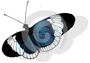 Sapho Longwing Butterfly