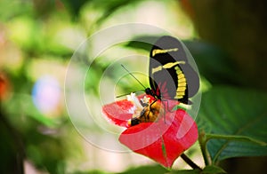 Sapho longwing butterfly