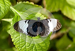 Sapho Longwing Butterfly (Heliconius sapho)