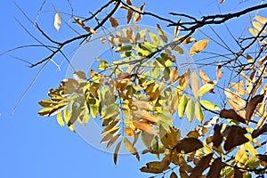 Sapindus mukorossi (Soapberry tree) yellow leaves.