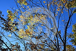 Sapindus mukorossi (Soapberry tree) yellow leaves.