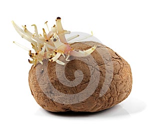 Sapless patato with sprouts isolated on white