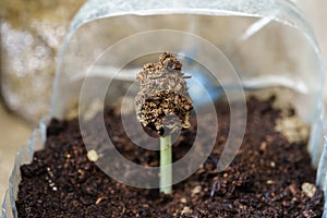 A sapling of an Afzelia xylocarpa tree that just sprouted from the ground