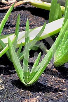 Aloe Vera, Sapling of Aloe Vera in flower pot farm for abstract background, soft focus