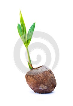 Sapling of Coconut small tree.