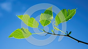 sapling ash tree leaf