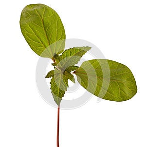 Sapling of castor plant