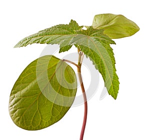 Sapling of castor plant