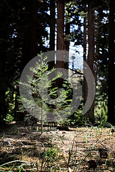 Sapling Cedar Tree in Forest