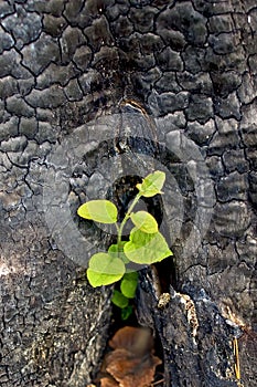 Sapling from the charred stump