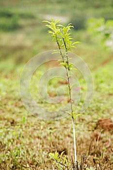 Sapling