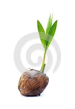 Sapling of Coconut small tree.