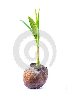 Sapling of Coconut small tree.