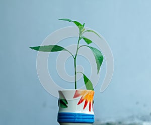 A sapling in a cup