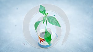 A sapling in a cup with white background and effect.